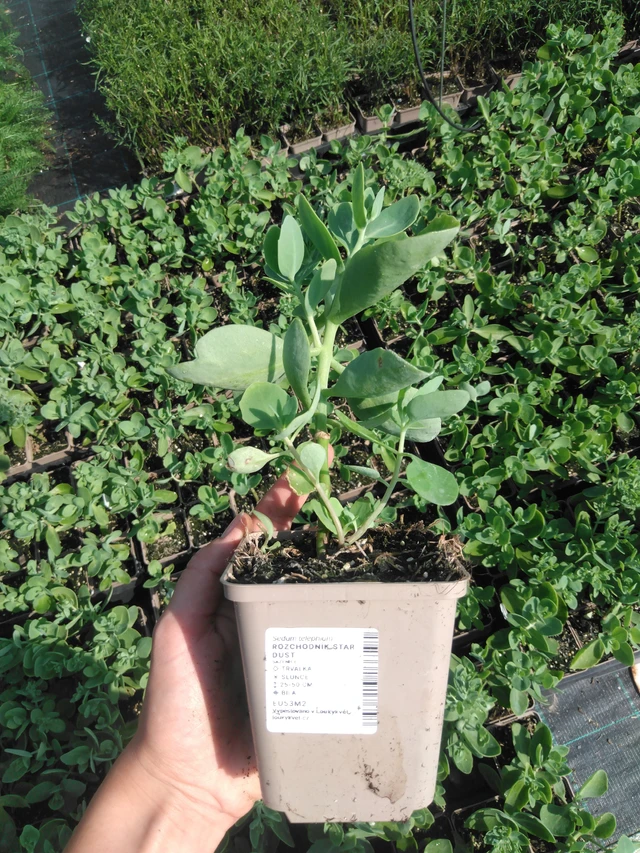 Komeamaksaruoho Star Dust - 2024