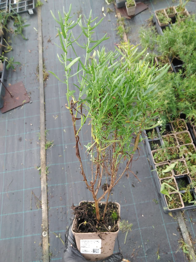 Asteri Schneetanne - 23. 10. 2025