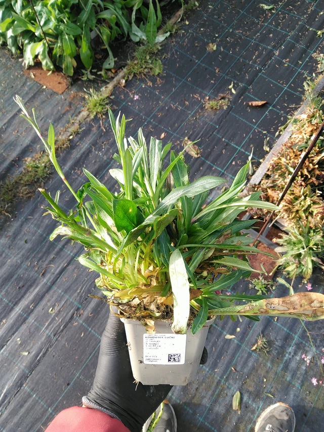 Käenkukka - 31. 10. 2025