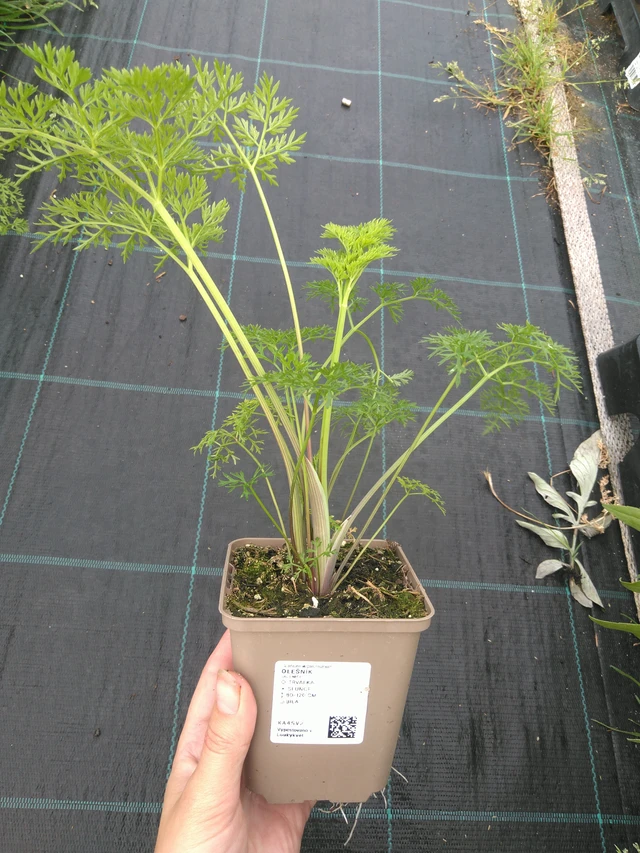 Suoputki - 11. 7. 2025