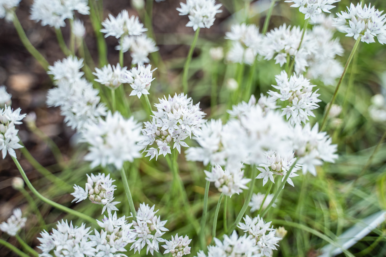 Allium Graceful Beauty, Loukykvět