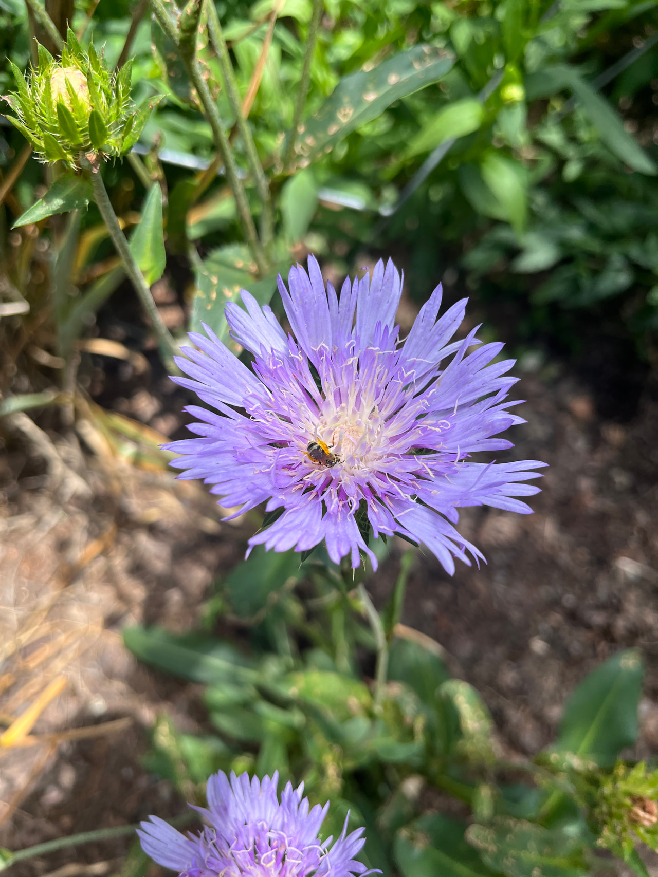 Stokesia Omega Skyrocket, Loukykvět