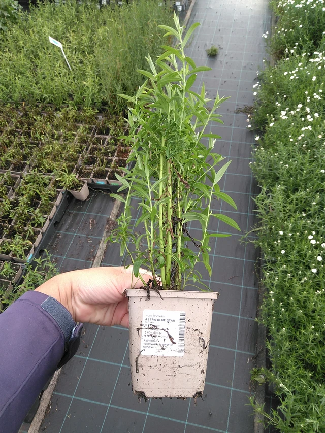 Asteri Blue Star - 11. 7. 2025