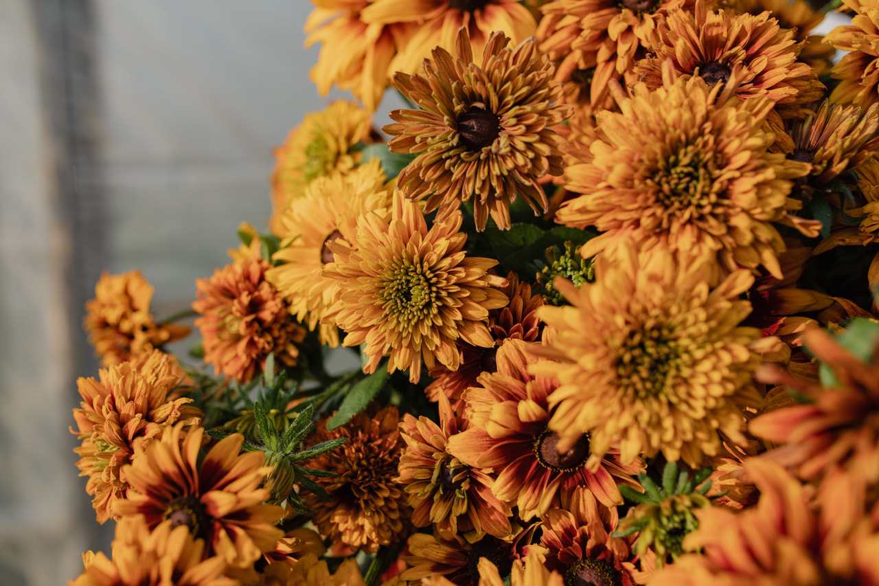 Rudbeckia Cherokee Sunset, Loukykvět