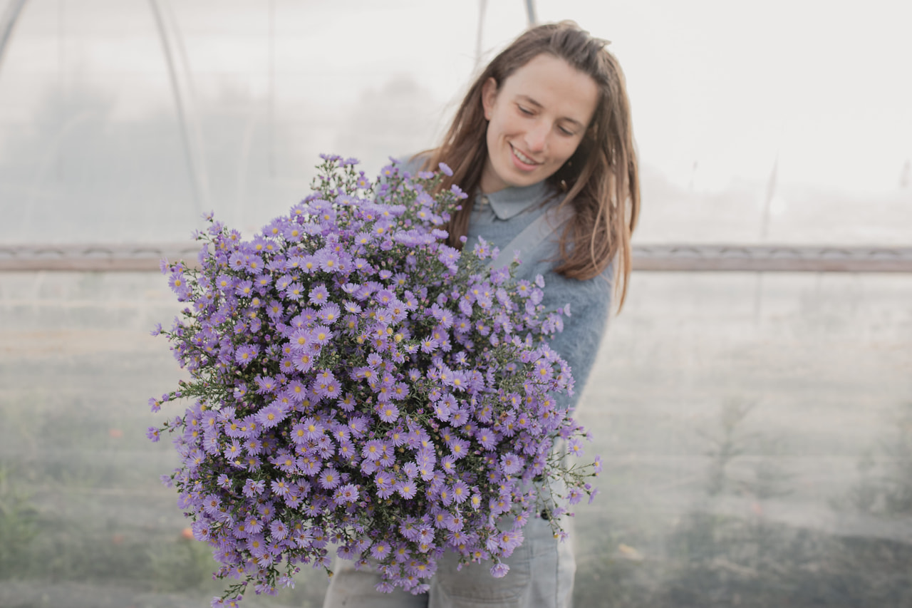 Asteri Cassandra, Loukykvět