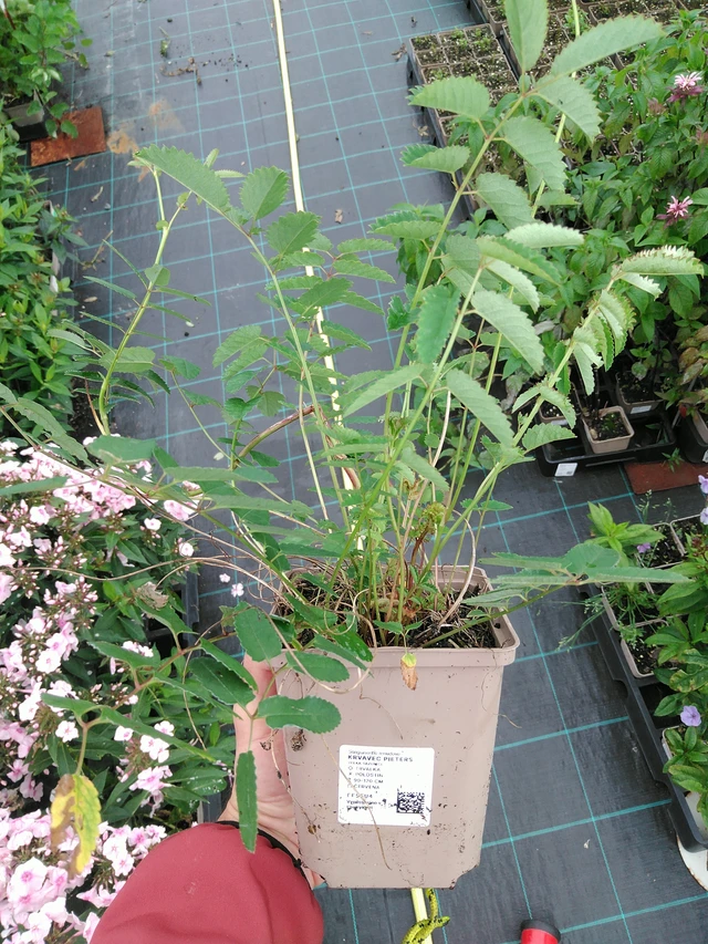 Luppio Pieters - 28. 7. 2025