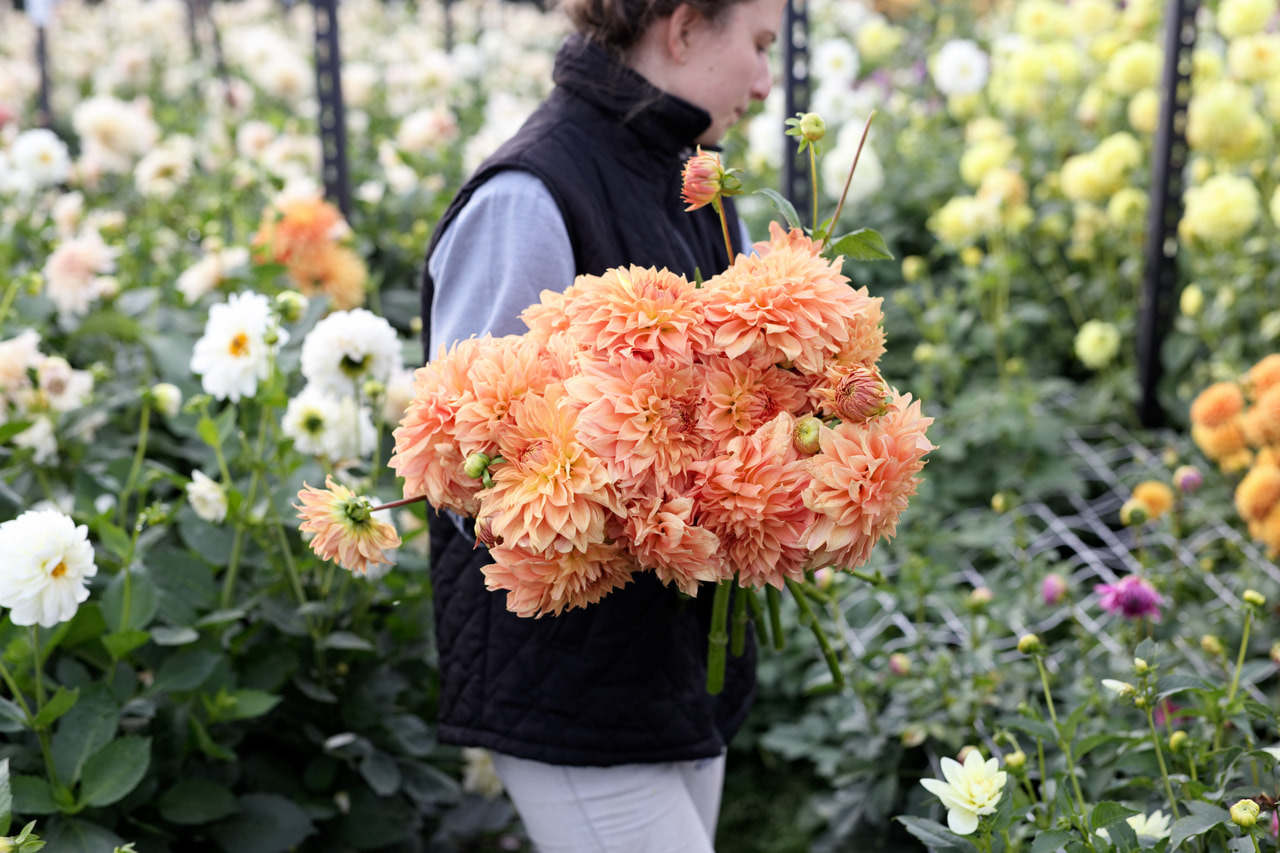 Dahlia Hapet Spartan, Loukykvět