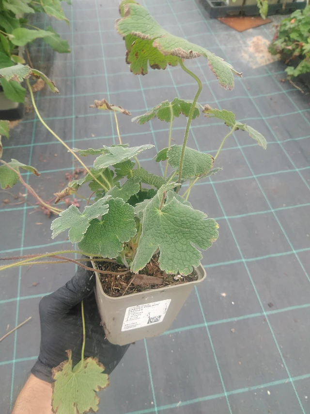 Kurjenpolvi Philippe Vapelle - 10. 9. 2025