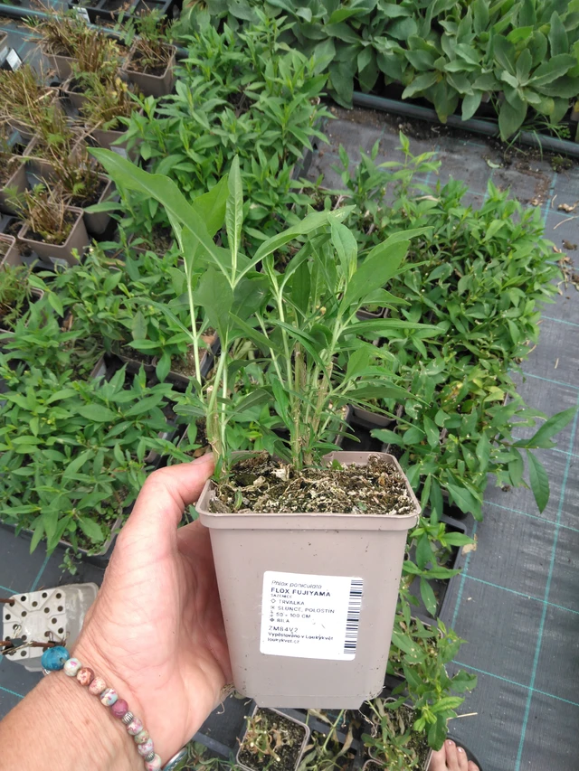 Syysleimu Fujiyama - 2024