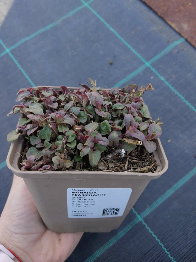 Väriminttu Prärienacht - 27. 3. 2026