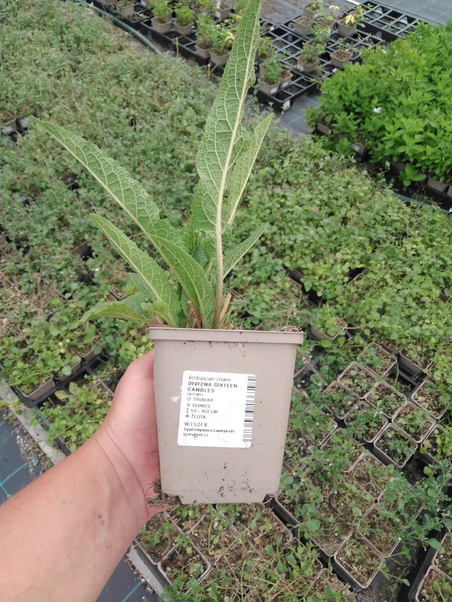 Gordolobo Sixteen Candles - 2024