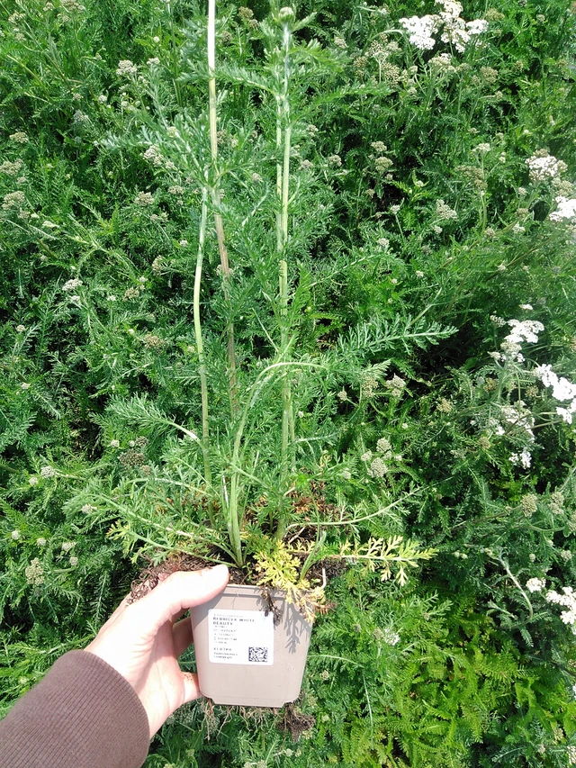 Siankärsämö White Beauty - 9. 6. 2025