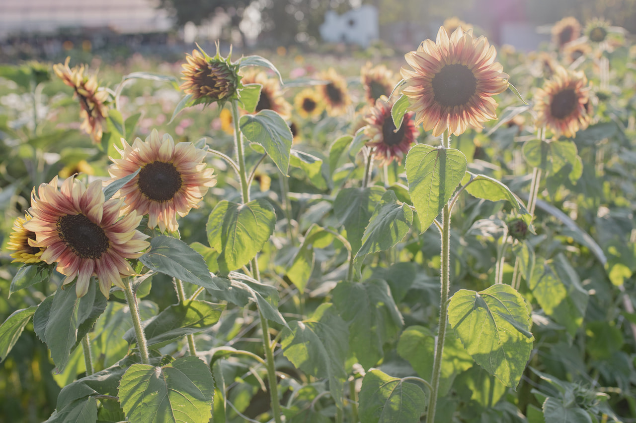 Zonnebloem ProCut Plum, Loukykvět