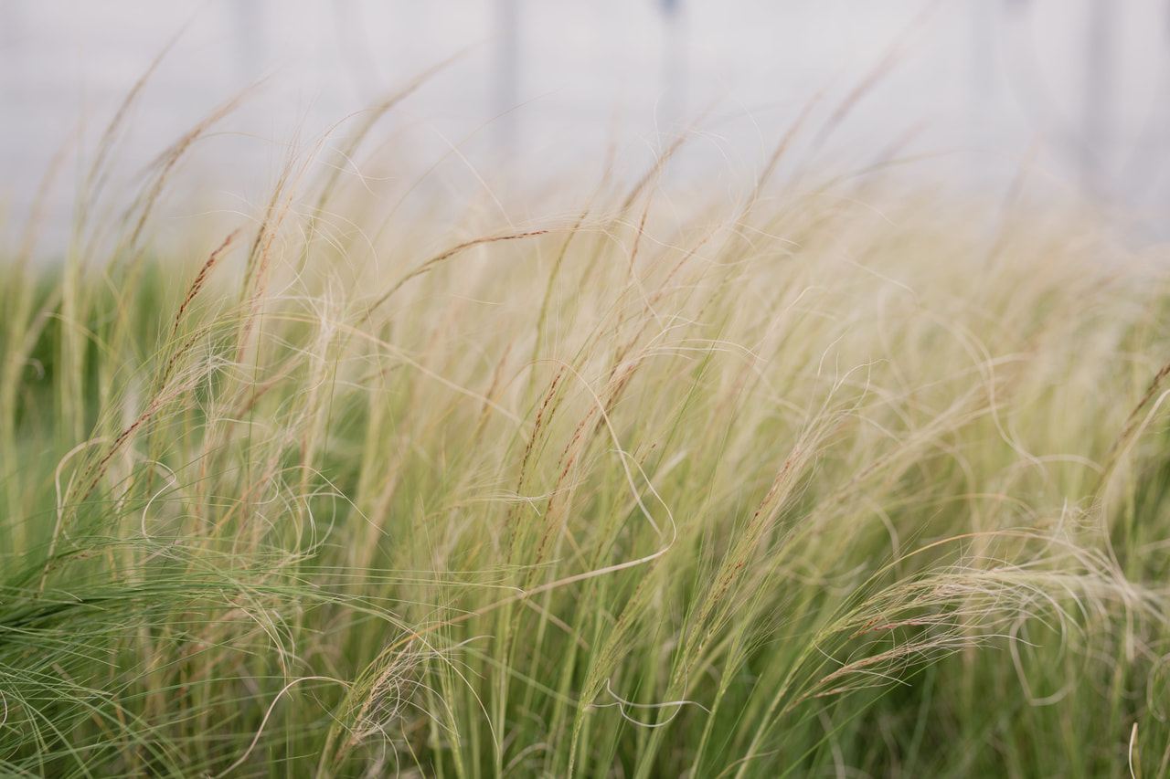 Höyhenheinä Pony Tails, Loukykvět