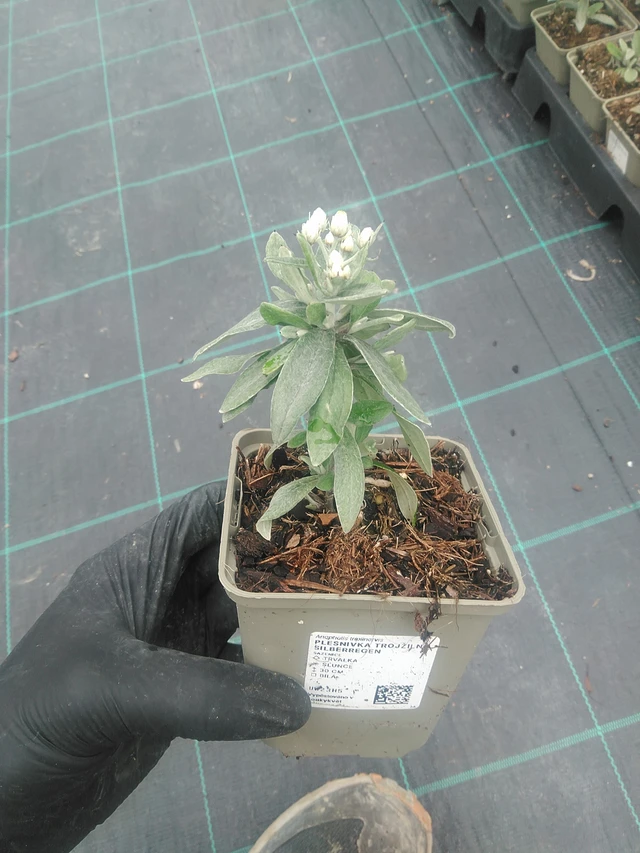 Anaphalis Silberregen - 10. 9. 2025