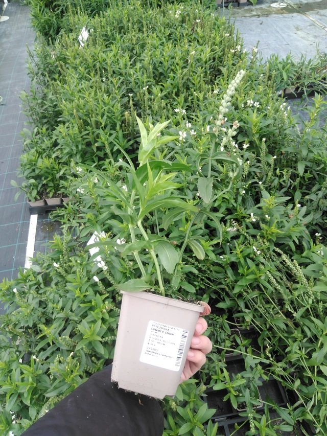 Kellopeippi Summer Snow - 2024