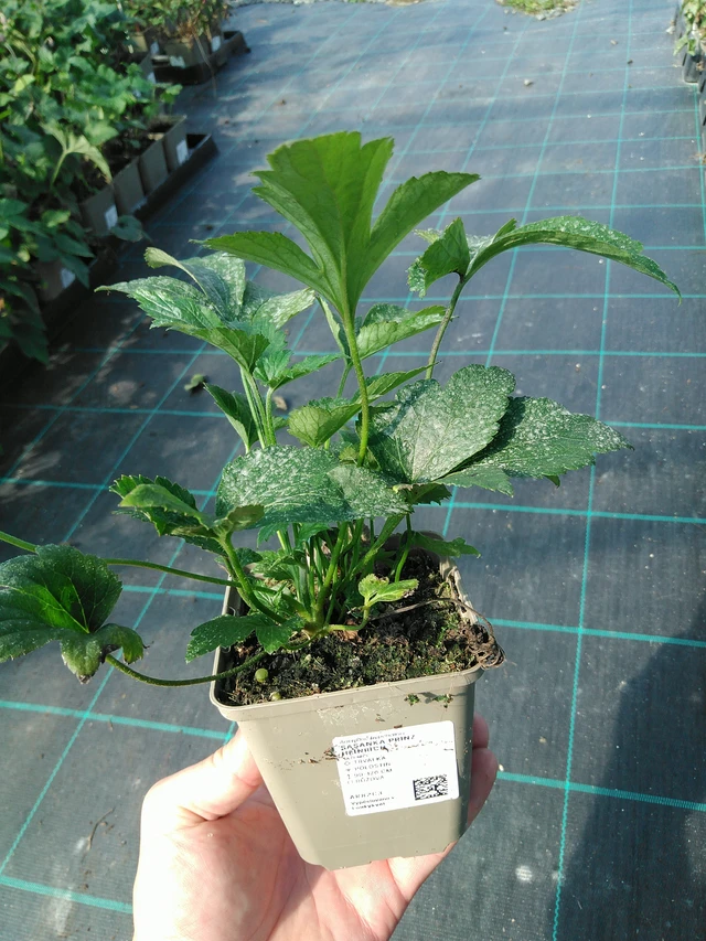 Syysvuokko Prinz Heinrich - 19. 8. 2025