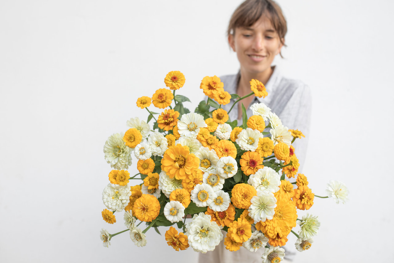 Zinnia Sun & Snow Mix, Loukykvět