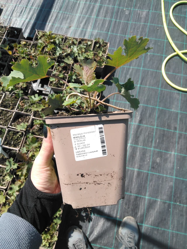 Macleaya - 13. 5. 2025