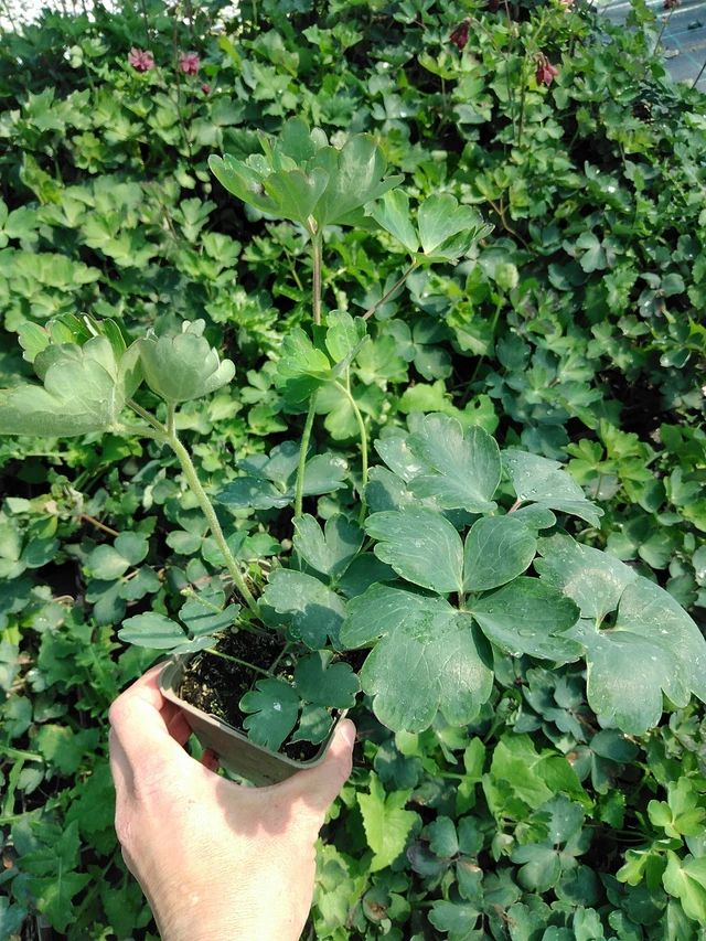 Aguileña Bordeaux Barlow - 13. 5. 2025