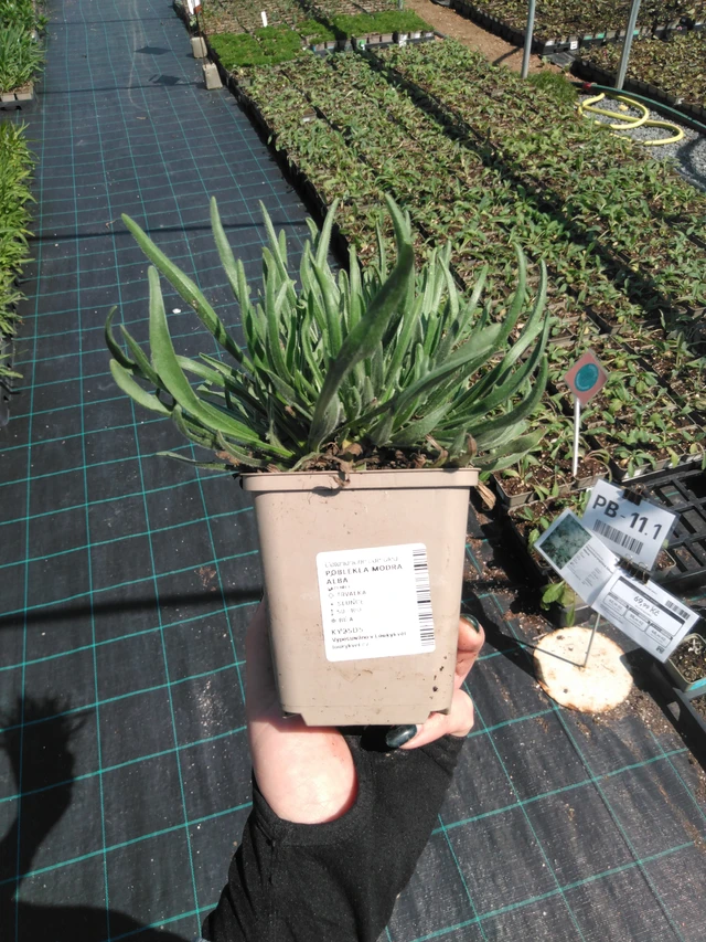 Siniharmaakello Alba - 13. 5. 2025