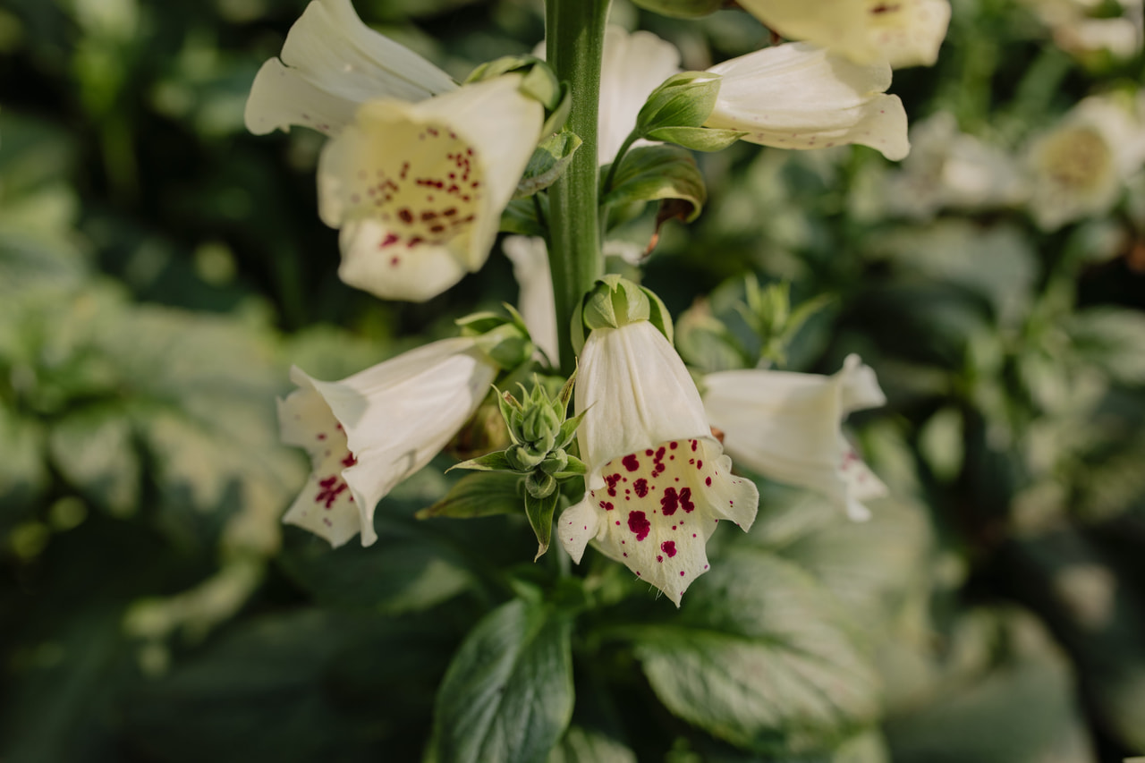 Dedalera Camelot Cream, Loukykvět