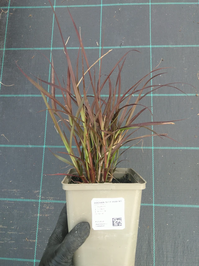 Helmihirssi Rubens - 10. 7. 2025