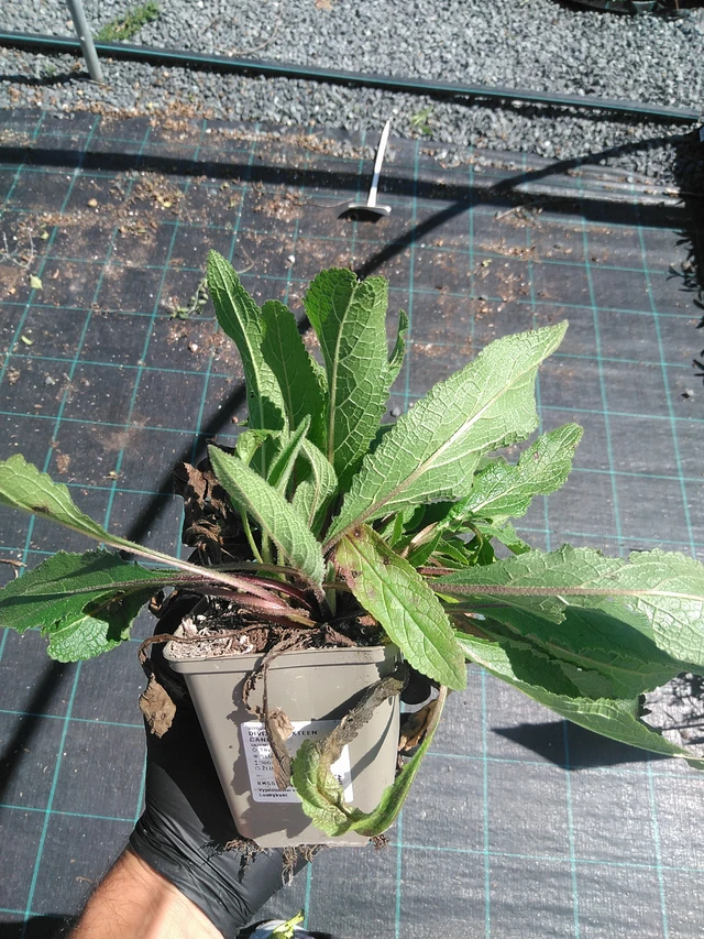 Gordolobo Sixteen Candles - 19. 8. 2025