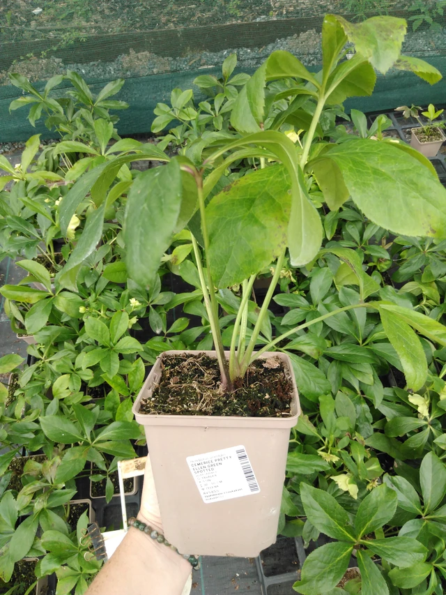 Jouluruusu Pretty Ellen Green Spotted - 2024