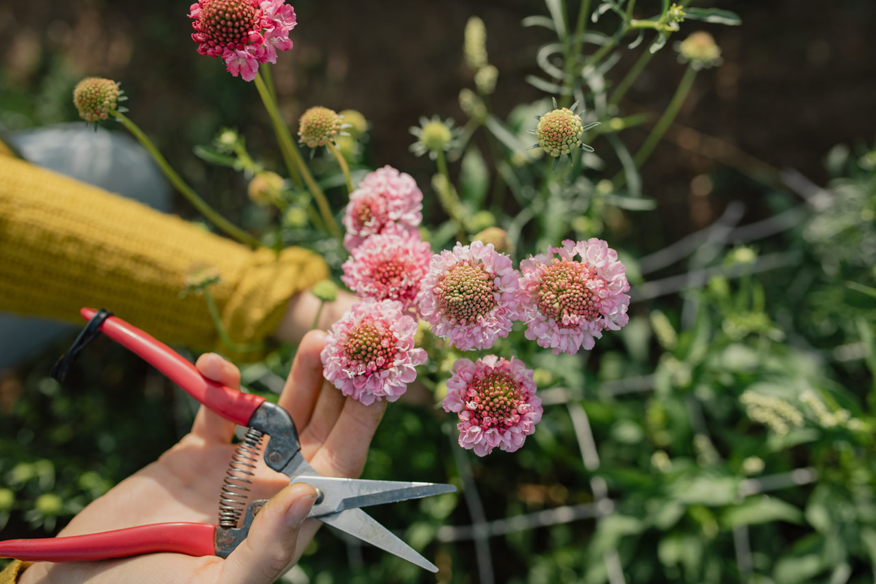 Törmäkukka QIS Salmon Pink, Loukykvět