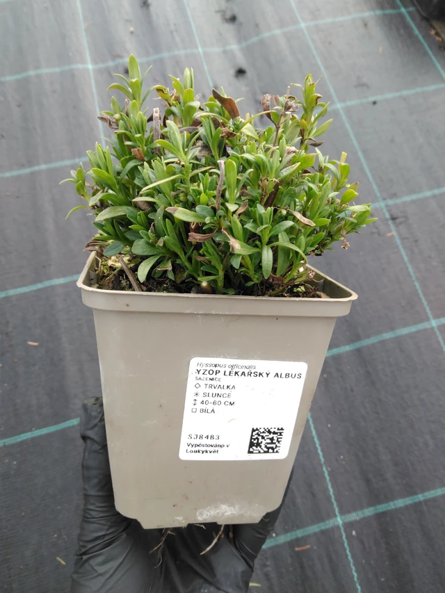 Hisopo Albus - 1. 4. 2026