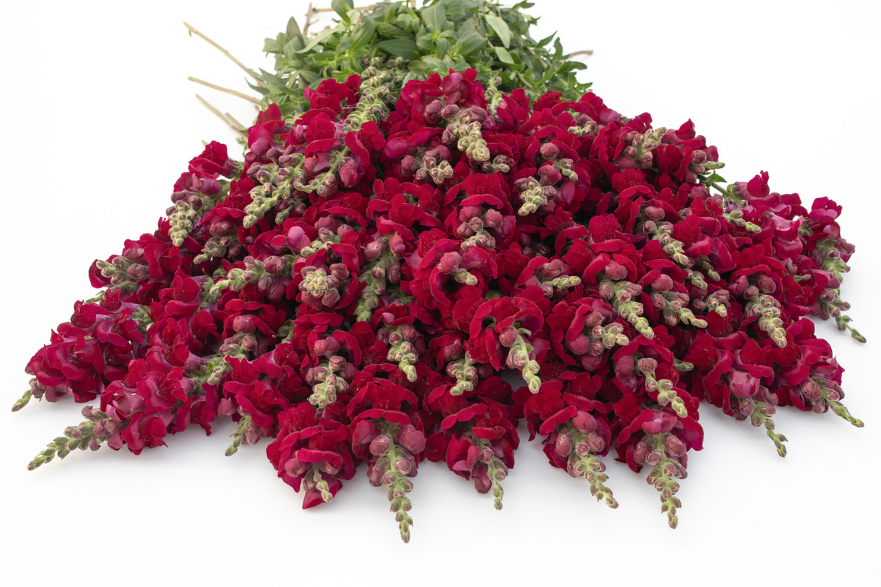 Leeuwenbek Potomac Crimson, Loukykvět