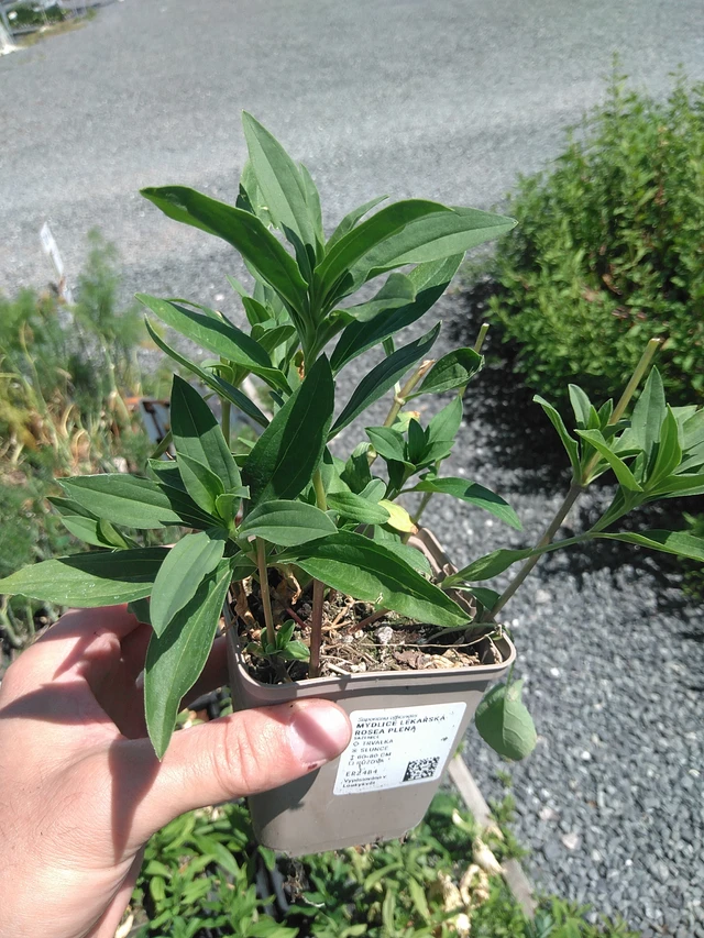 Rohtosuopayrtti Rosea Plena - 24. 6. 2025