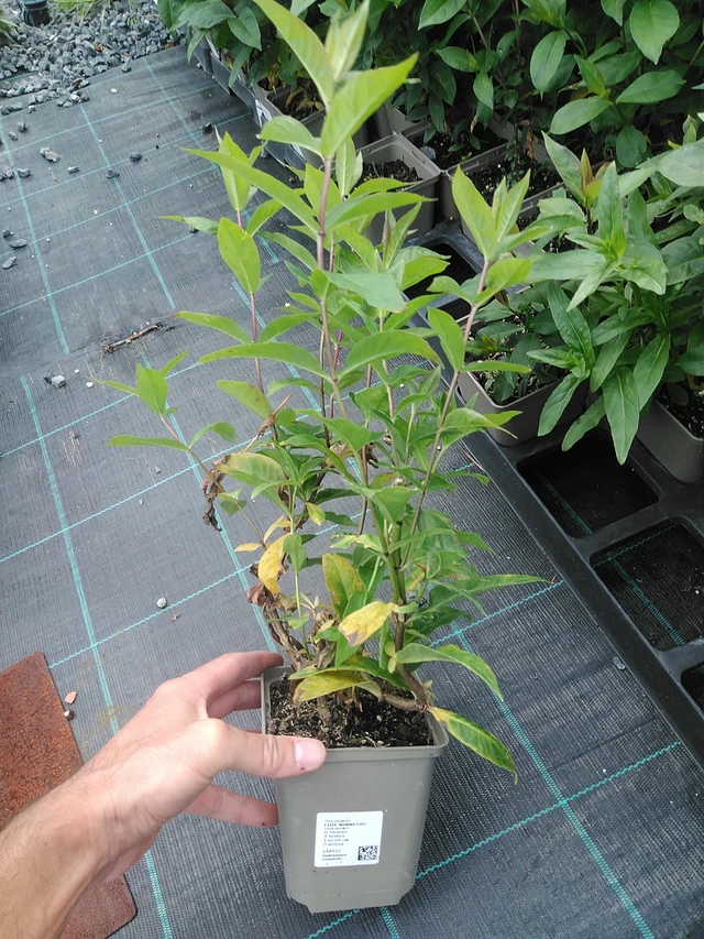 Leimu Winnetou - 24. 6. 2025