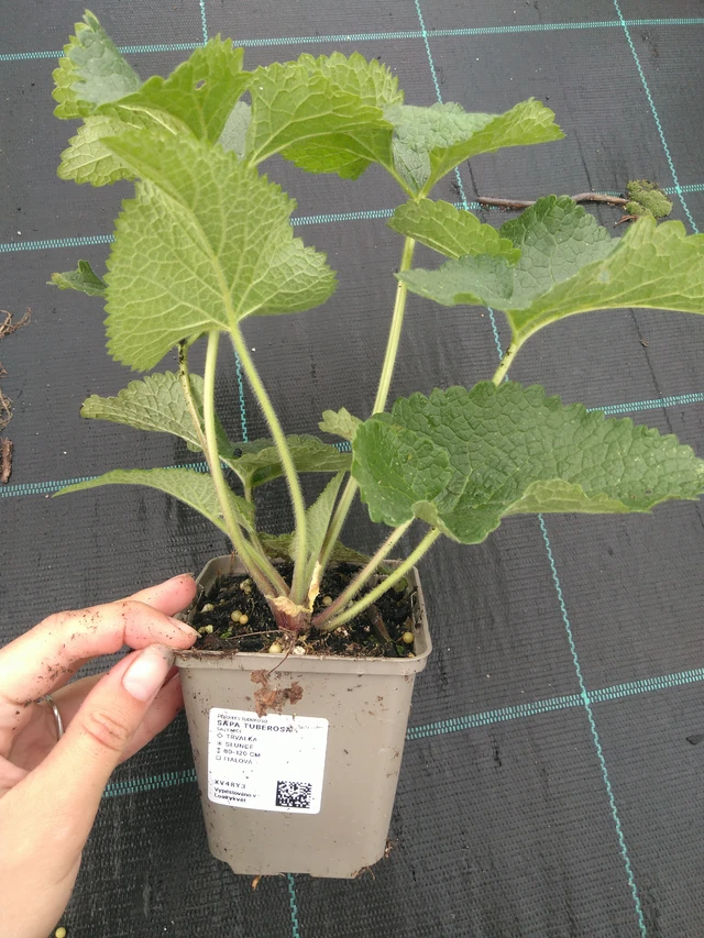 Paloyrtti Tuberosa - 11. 7. 2025