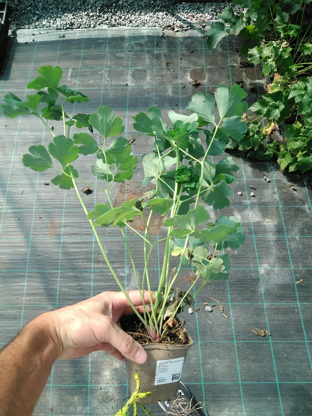 Lehtoakileija Rose Barlow - 19. 8. 2025