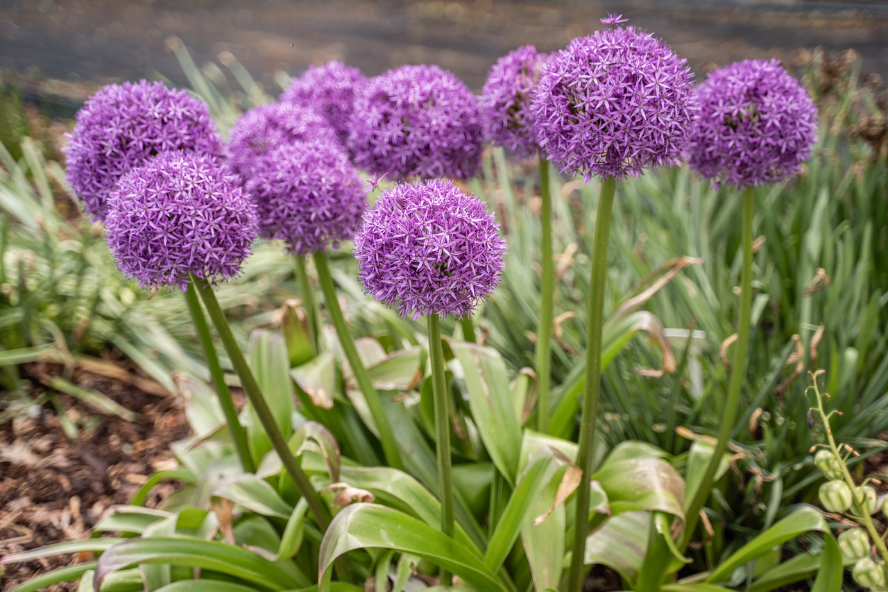 Allium Globemaster, Loukykvět