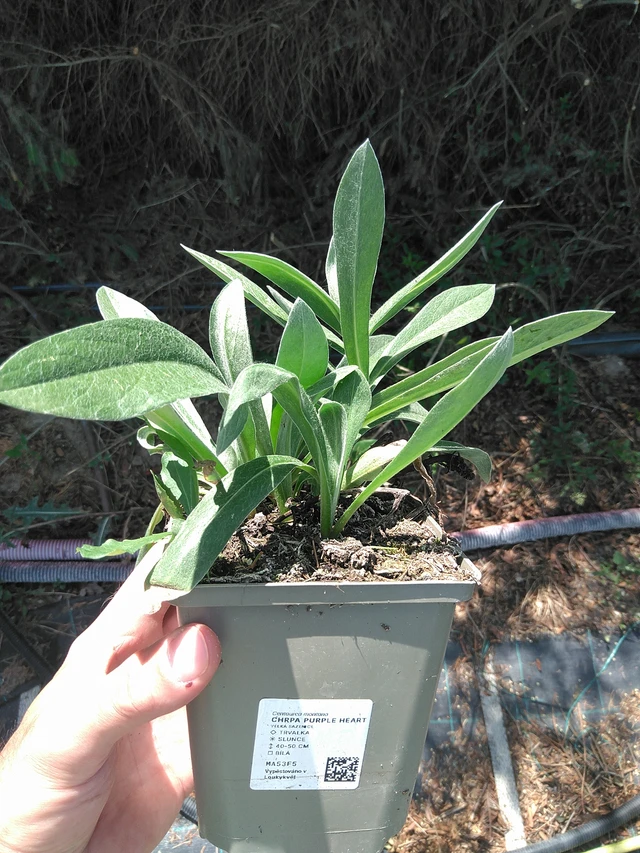 Vuorikaunokki Purple Heart - 24. 6. 2025