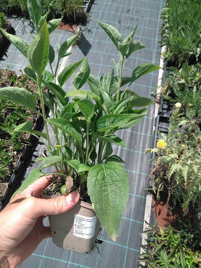 Päivänhattu Henry Eilers - 24. 6. 2025