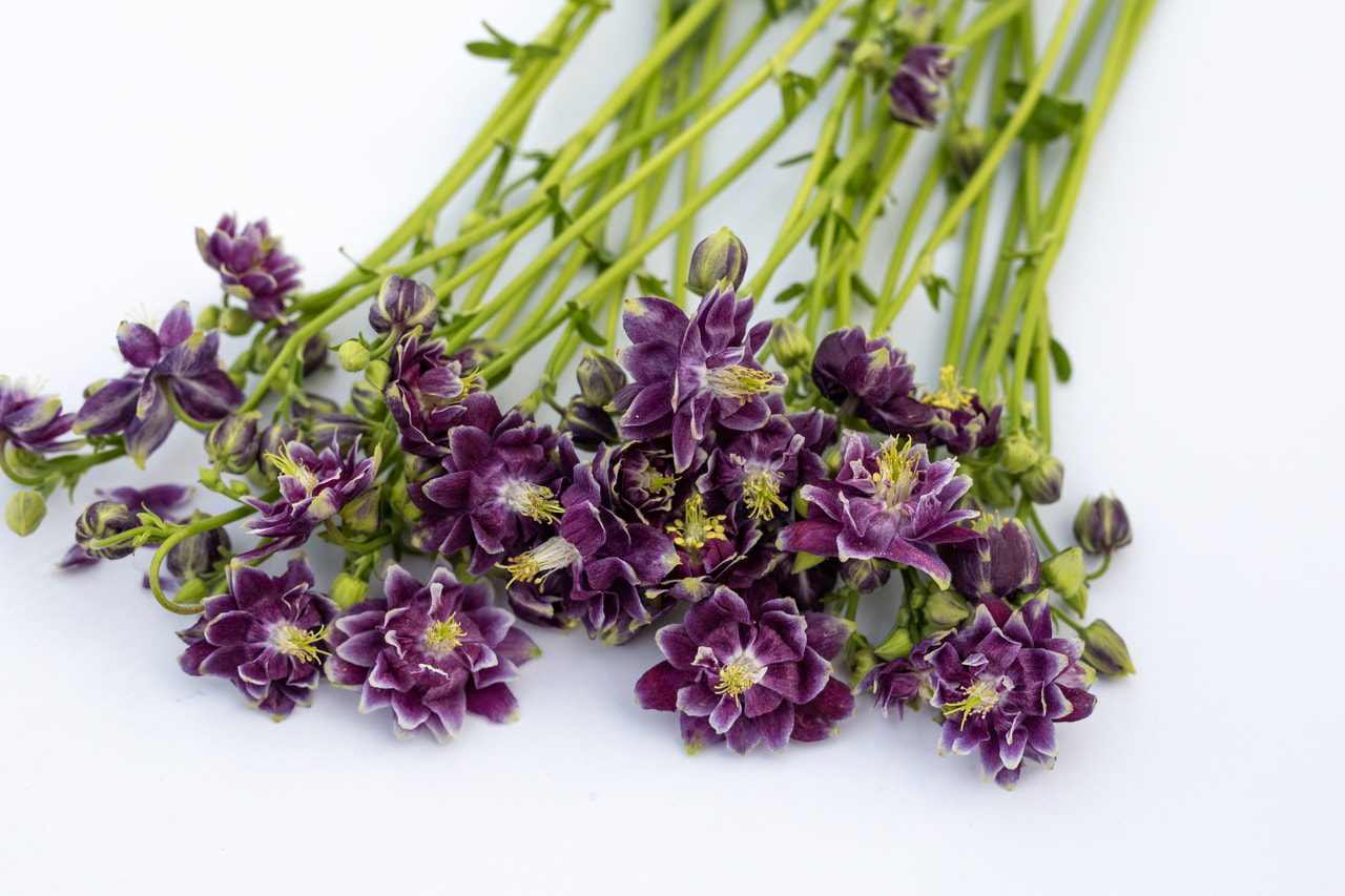 Aguileña Purple Barlow, Loukykvět