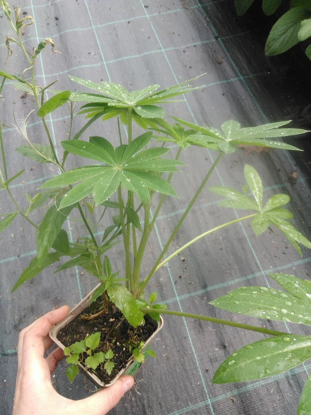 Lupiini Gallery Pink - 17. 7. 2025