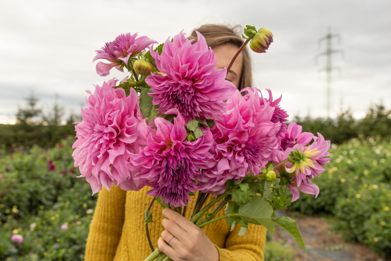 Daalia Vassio Meggos, Loukykvět