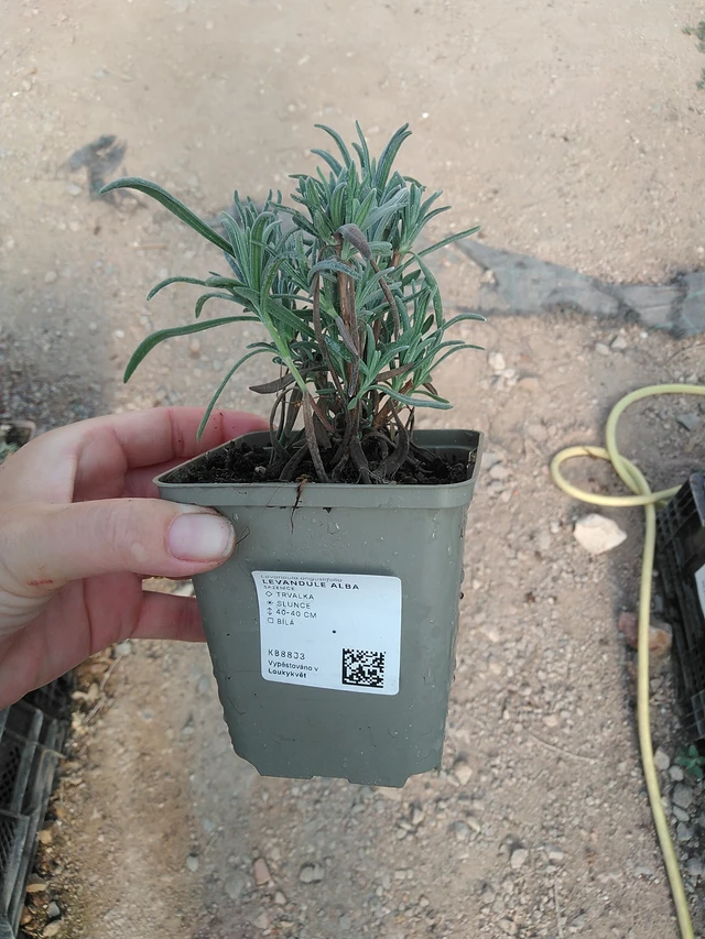Levandule Alba - 19. 8. 2025