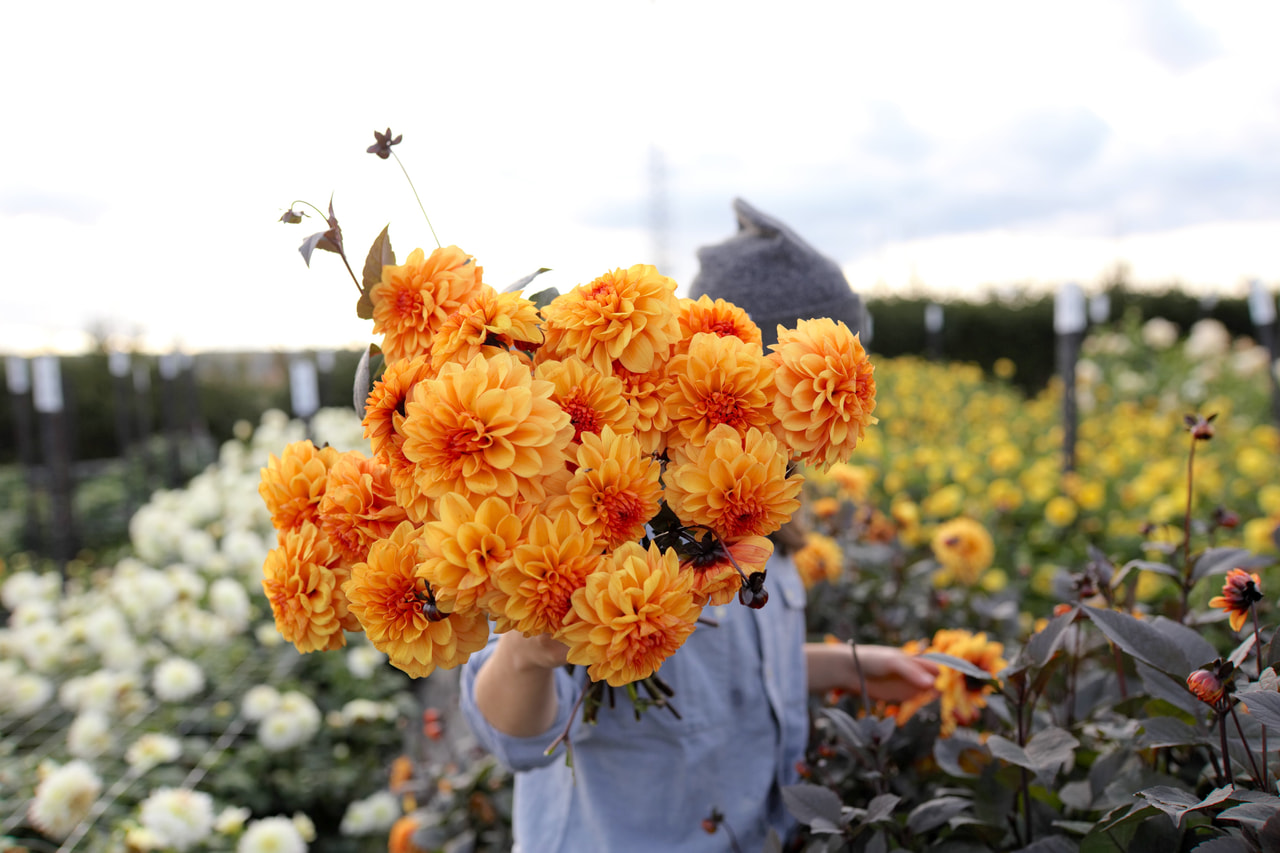 Daalia David Howard, Loukykvět