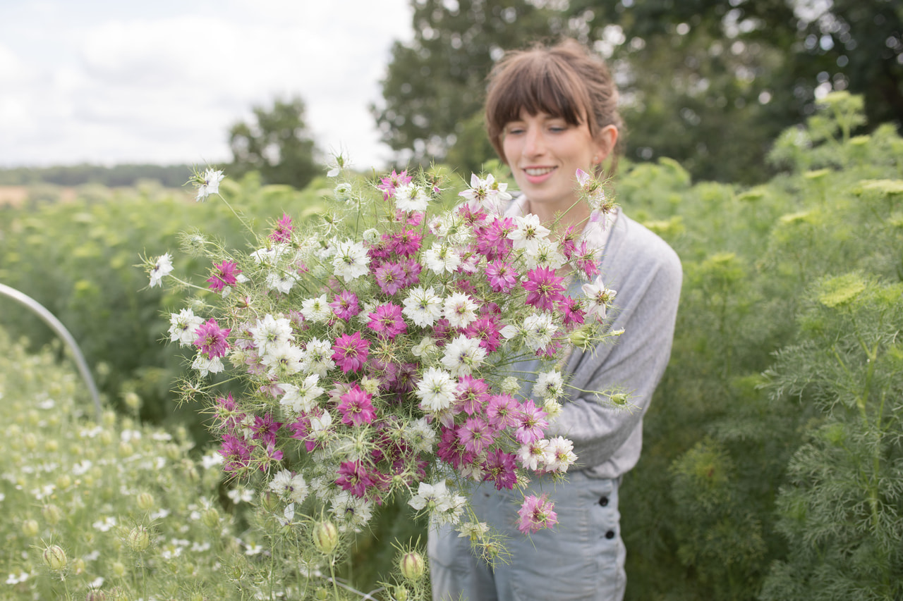 Aed-mustköömen Mulberry Jam Icing Mix, Loukykvět