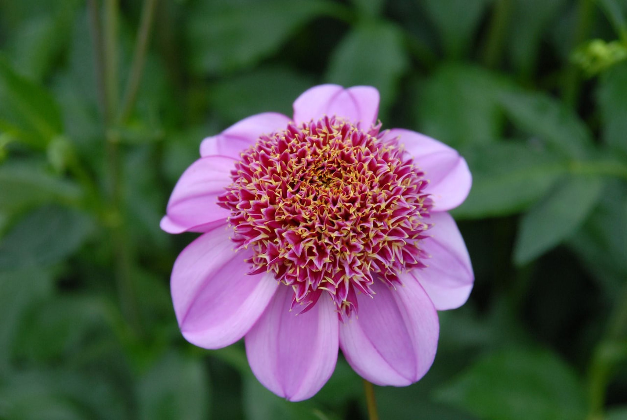 Dalia Dad's Favorite, Loukykvět