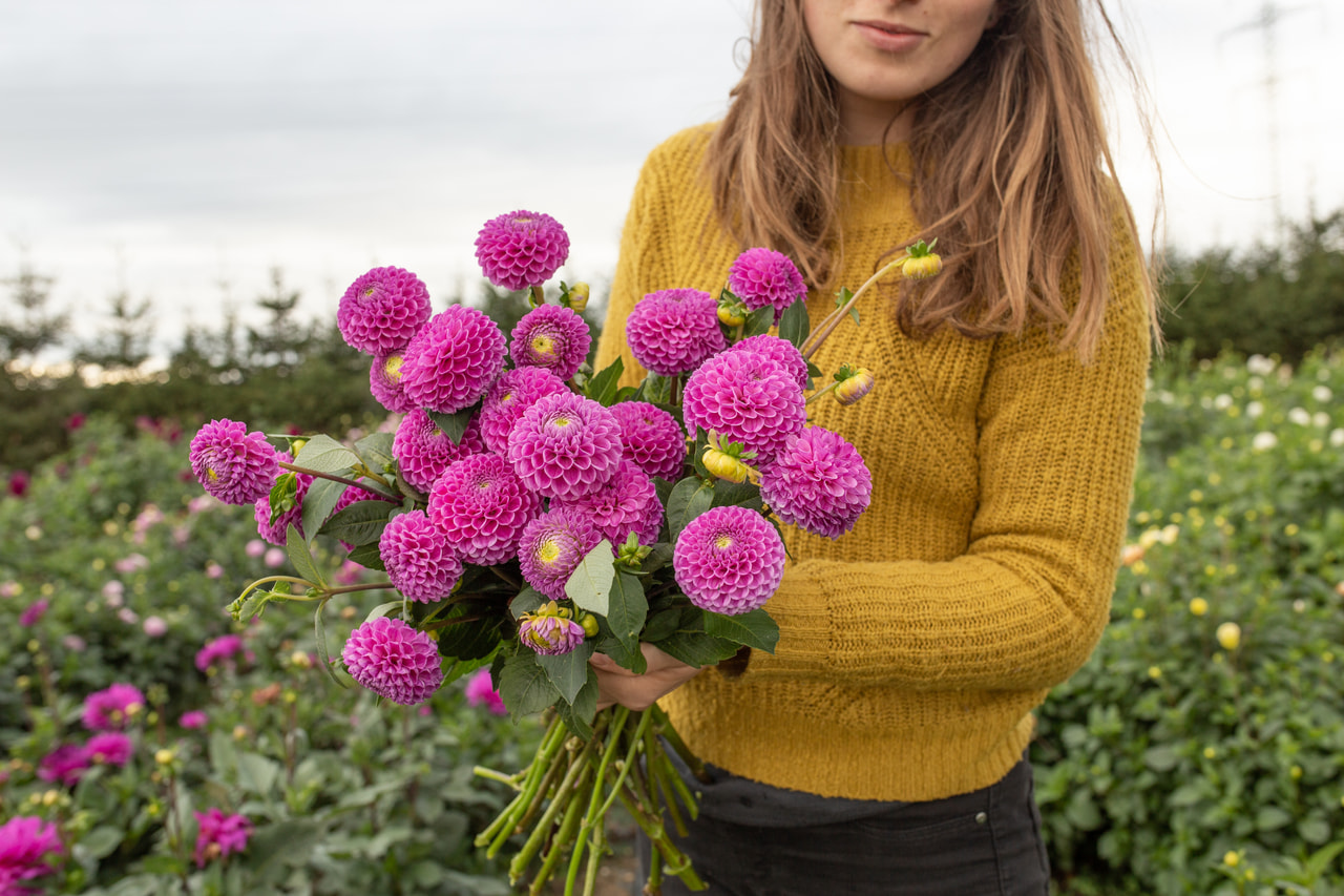Daalia Franz Kafka, Loukykvět