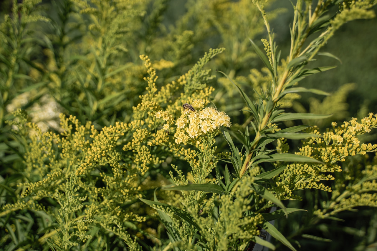 Piisku Romantic Glory, Loukykvět