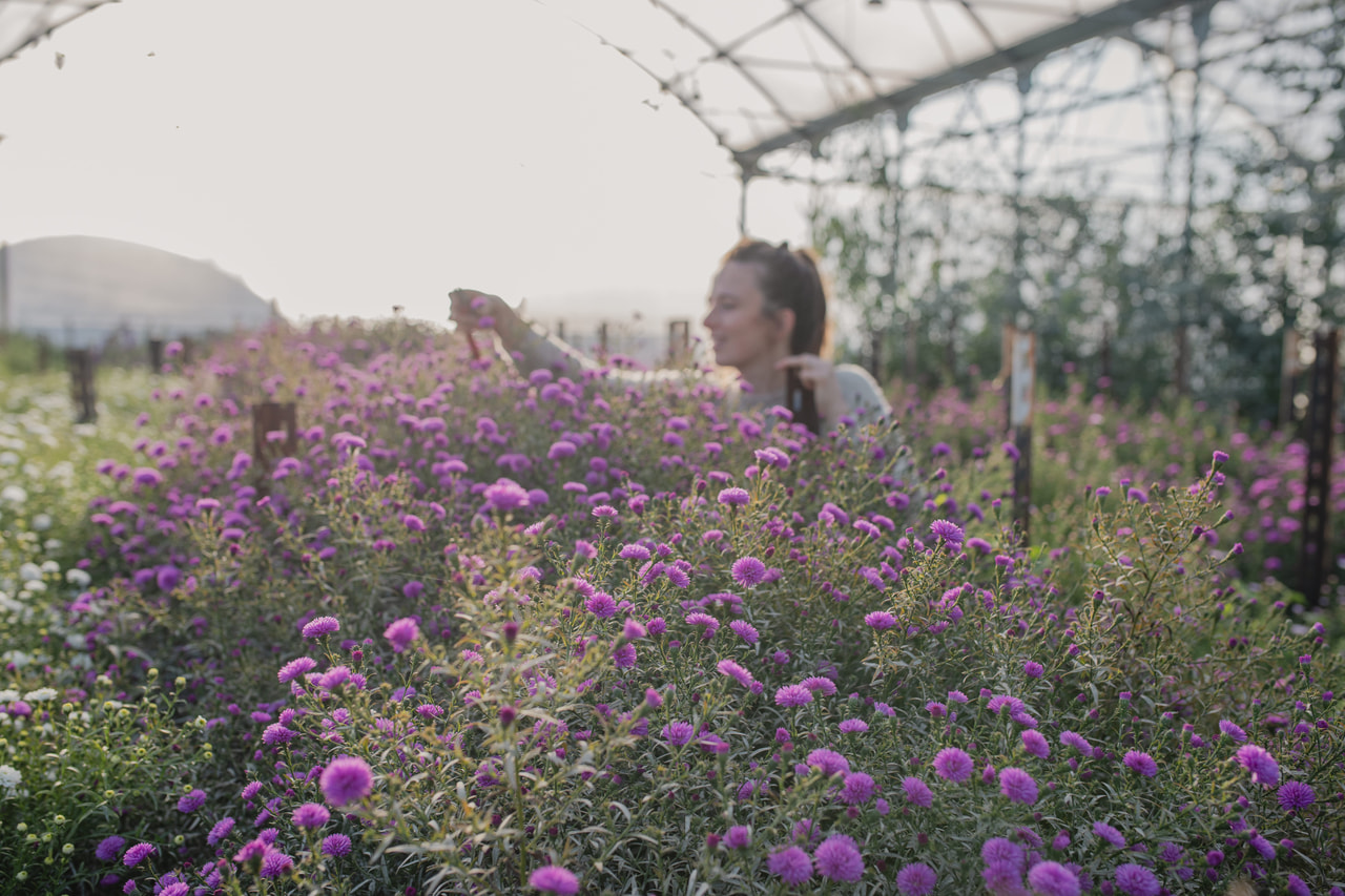 Asteri Primavera, Loukykvět
