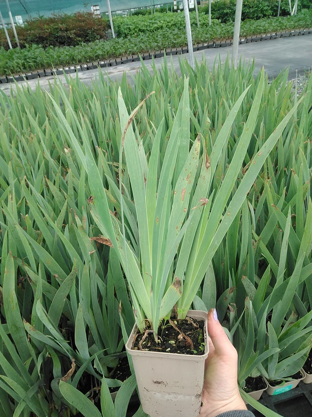 Kurjenmiekka Lovely Again - 9. 6. 2025